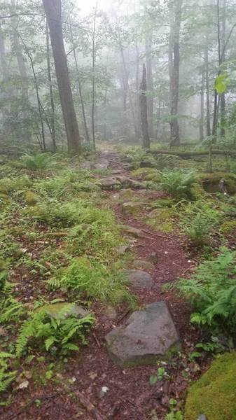 Ferns and rocks.