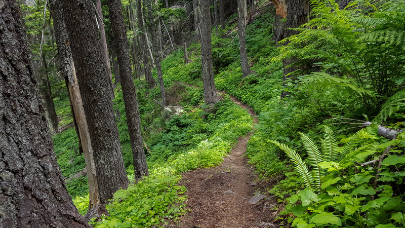 Riding down Bernard Peak Trail (#37) in June, trail conditions are prime!