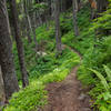 Riding down Bernard Peak Trail (#37) in June, trail conditions are prime!