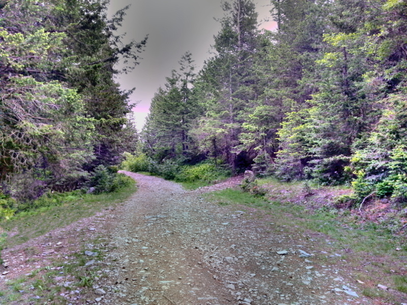 This is where you can turn left on to the start of the Bernard Peak Trail (#37) if you are not going to the very top.