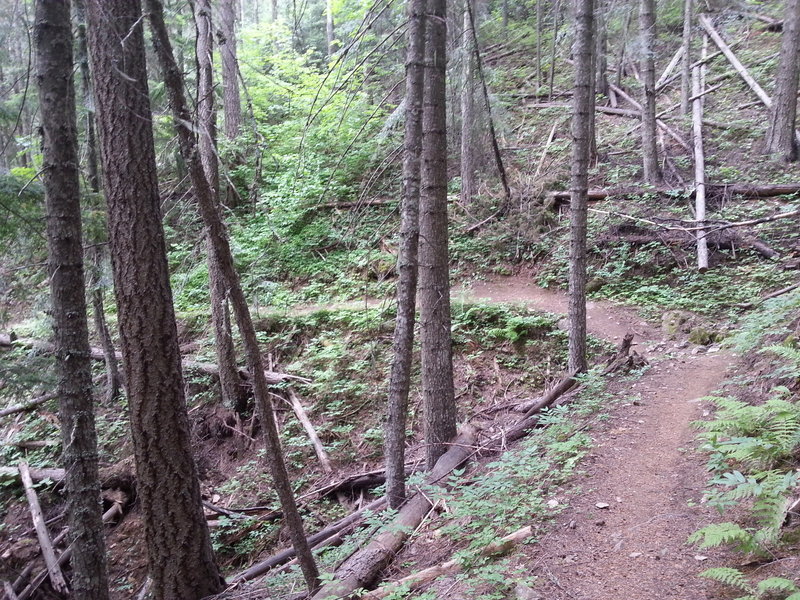 Down through the forest on Bernard Peak Trail.