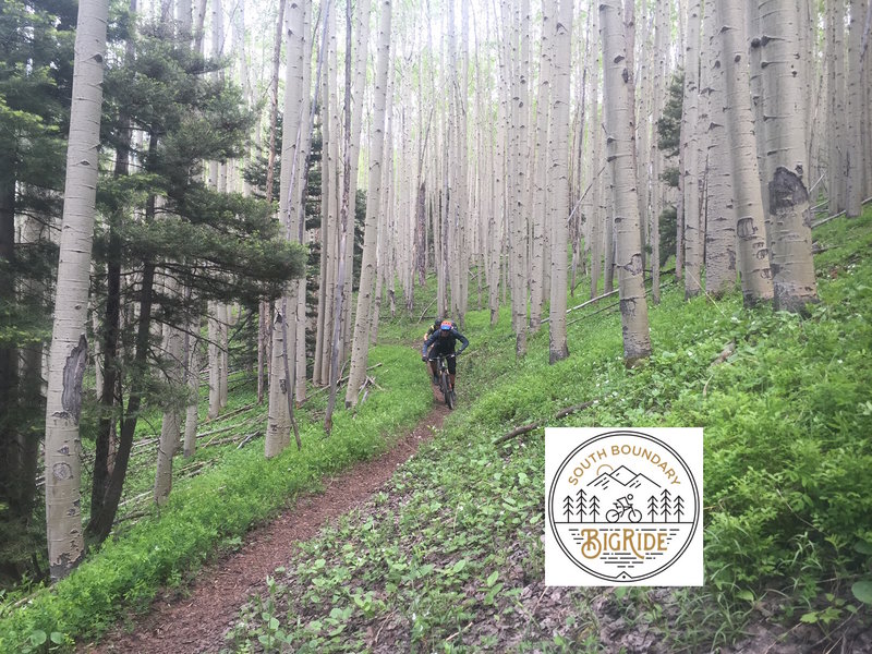 One of the many amazing sections of Aspens and singletrack!