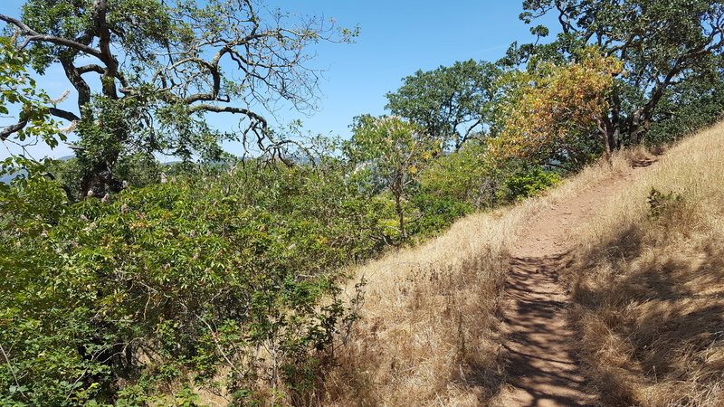 Buckeye Trail winding up through Oaks and Buckeye trees.