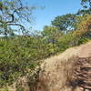 Buckeye Trail winding up through Oaks and Buckeye trees.