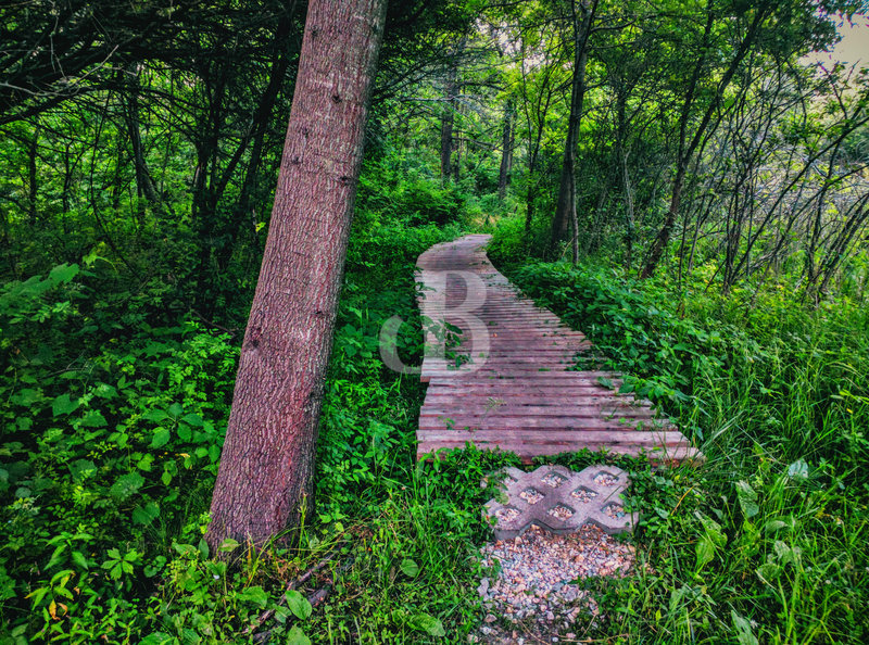 Boardwalk along Trail 1