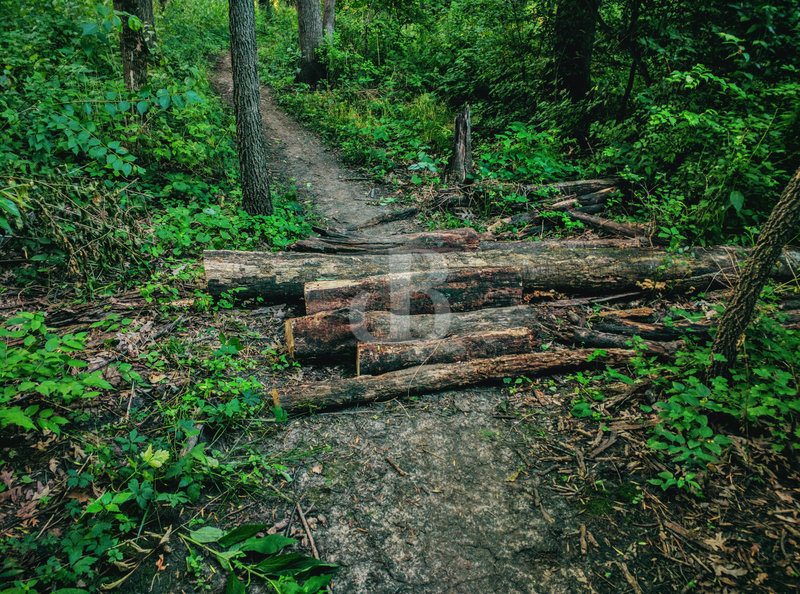 Log over on Trail 4.