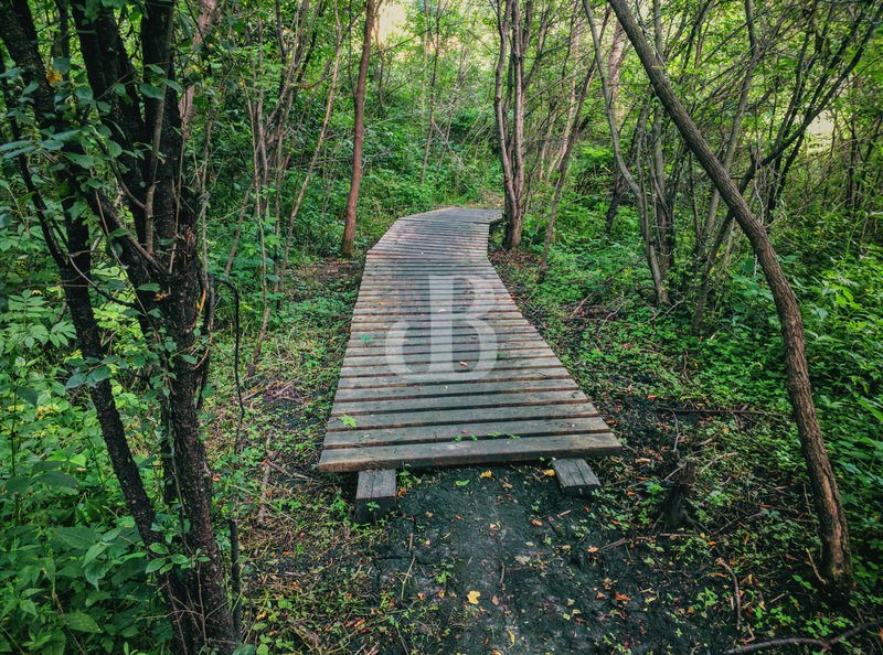 Boardwalk along Trail 3.