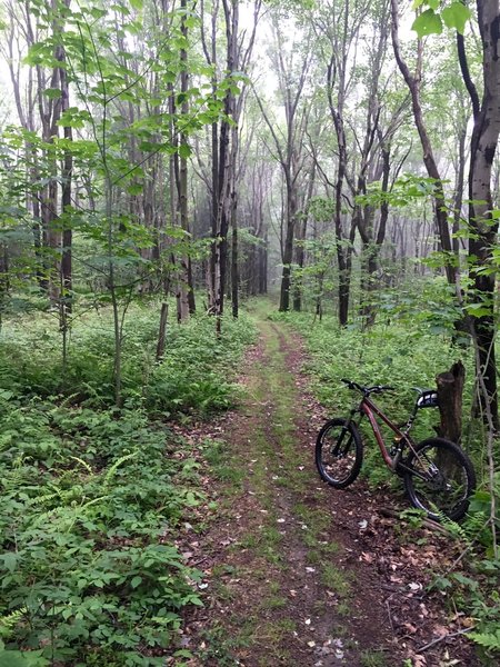 Quiet singletrack.