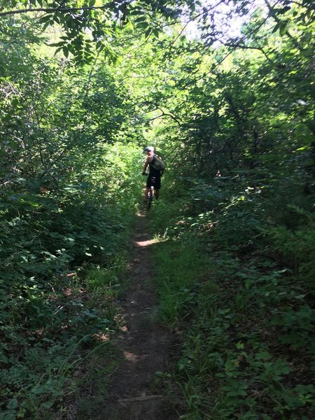 Part of the not-so-terribly-overgrown section of the trail.