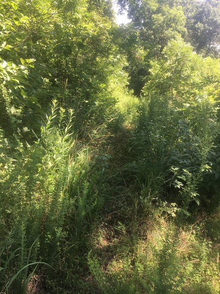 We lost the trail a couple of times due to overgrowth.