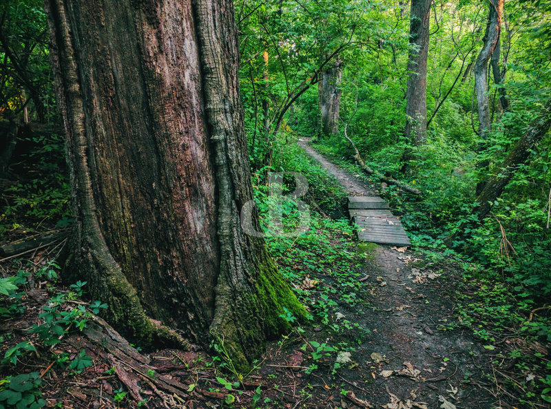 Stepping creek crossing on Trail A