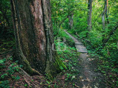 Stepping creek crossing on Trail A