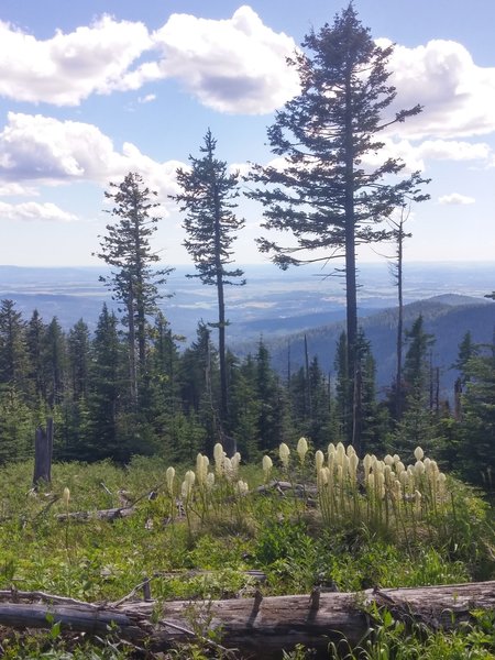 Beargrass blooming on Mt. Spokane