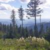 Beargrass blooming on Mt. Spokane