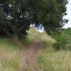 The Lower Brothers Bypass Trail as it ascends from the Novitiate Trail.