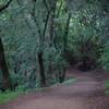 The trail as it enters into the woods.