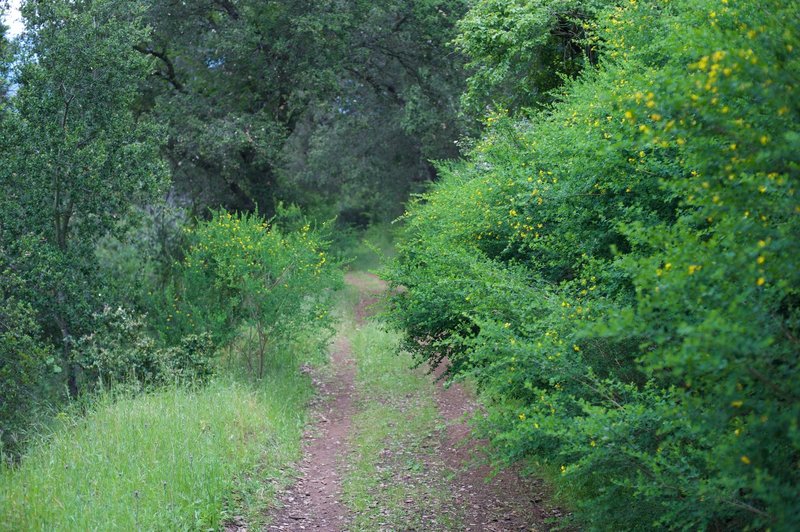 As the trail descends along the backside of the preserve.