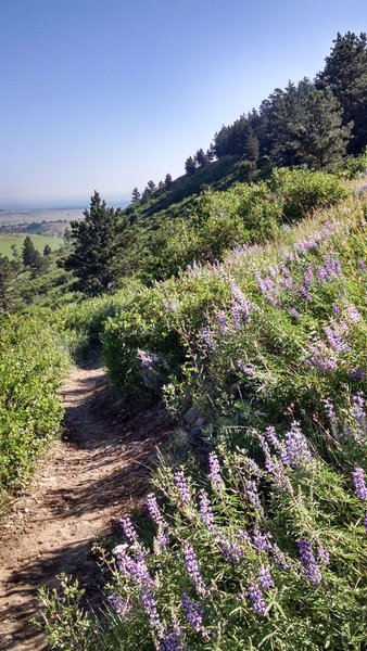 Summer scene, great singletrack on Doudy Draw.