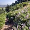 Summer scene, great singletrack on Doudy Draw.