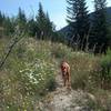 Stanley out on Wyoming-Fir Creek Trail.