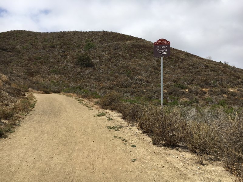 Forster Canyon Trail (aka Flagpole Hill on some maps)