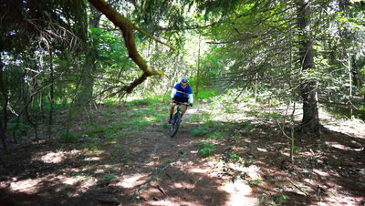 Some pine tree roots at the end of the green white dot trail connector.