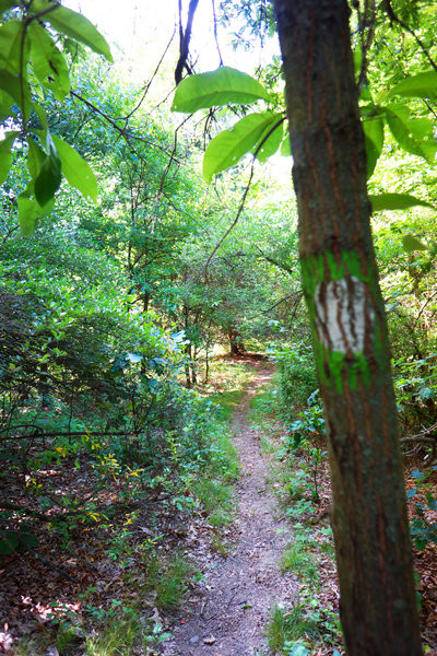 Toward end of the trail. Green White Dot Connector.