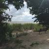 Nice shady bench on Lake Apopka Loop Trail