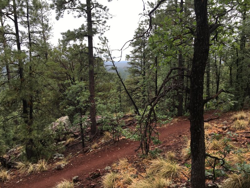 Looking back at the trail, and a bit of a viewpoint, from the Pat Mullen Spur