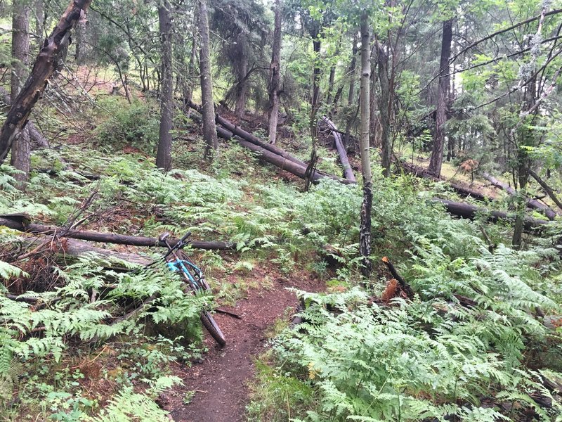 This stretch of trail felt more like Oregon than Arizona