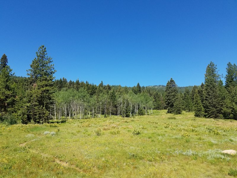 Nice Meadows and Aspens