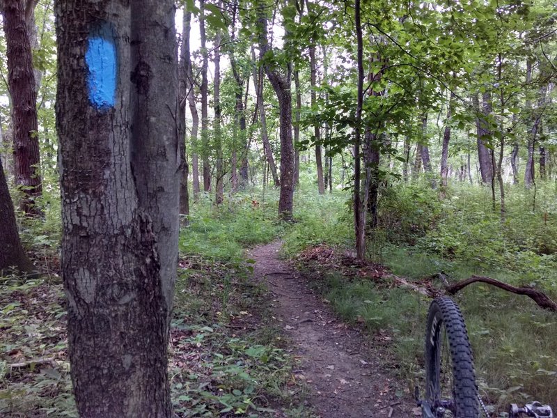 Start the blue trail, turn left at the fork.