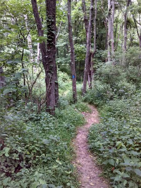 the trail drops off into the woods here, nice and fast for a time.