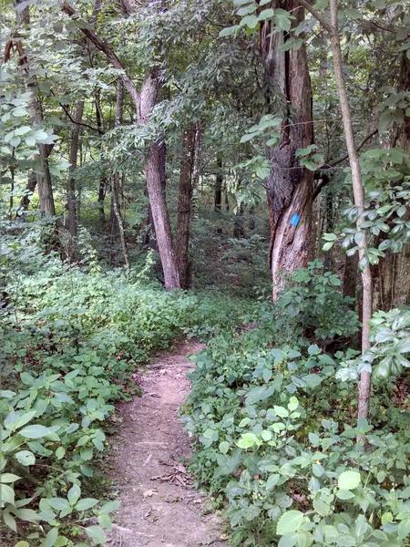 The trails starts back up after the doubletrack. A fast fun section.