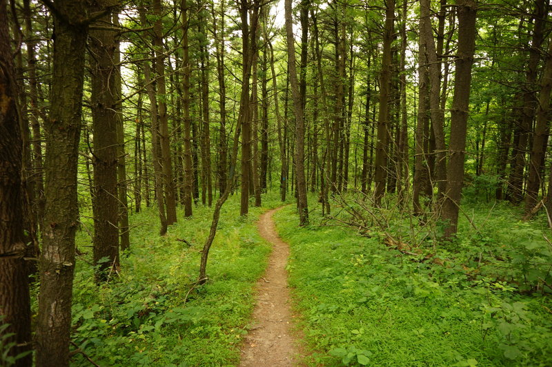 downhill into the pine trees. best part of blue blaze trail.