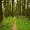 downhill into the pine trees. best part of blue blaze trail.