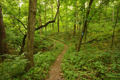 smooth flowy section on blue blaze trail.