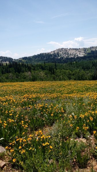 Field of wildflowers on the trail.