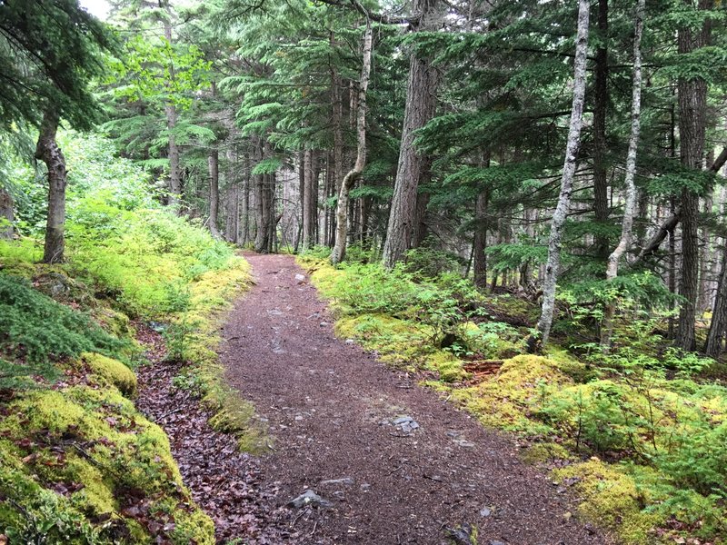 This is about 2 miles into the trail. About a mile or so long section appropriately called Spongebob Funpants.