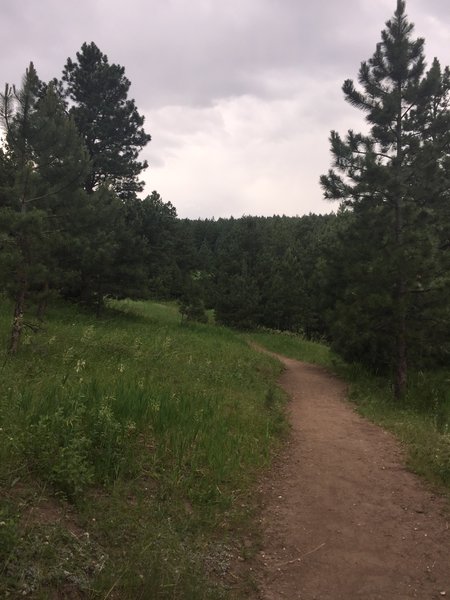 Once you get on the Red Mesa Trail, it becomes some nice singletrack.