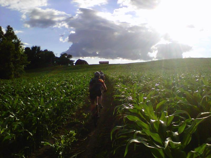 Unique trails through cornfields at times.