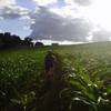 Unique trails through cornfields at times.