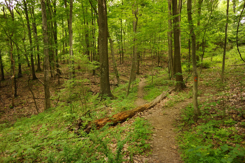 The alternative side on the Orange Connector. Take the steep drop off or switch to the log jump on the right.