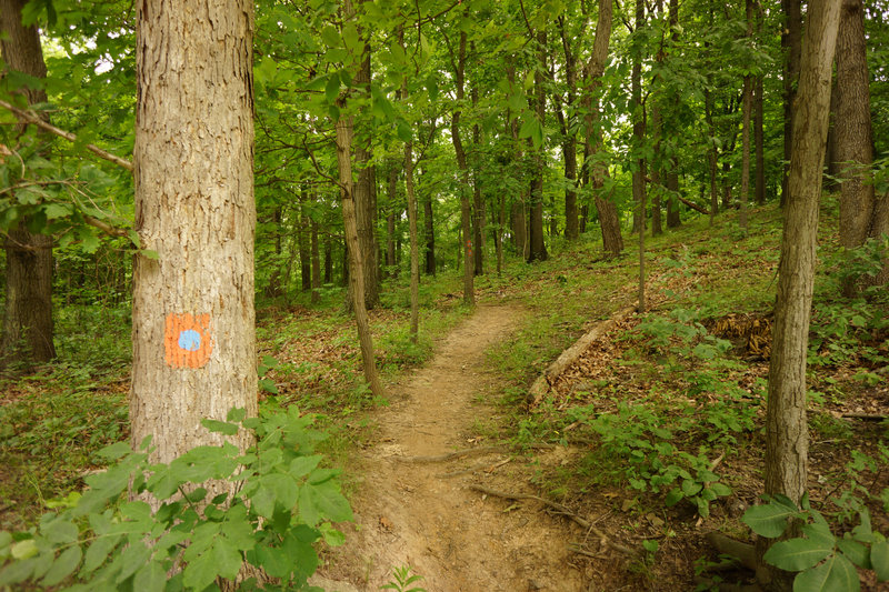 After Kurn Road the Orange Blue Dot Connector picks up.