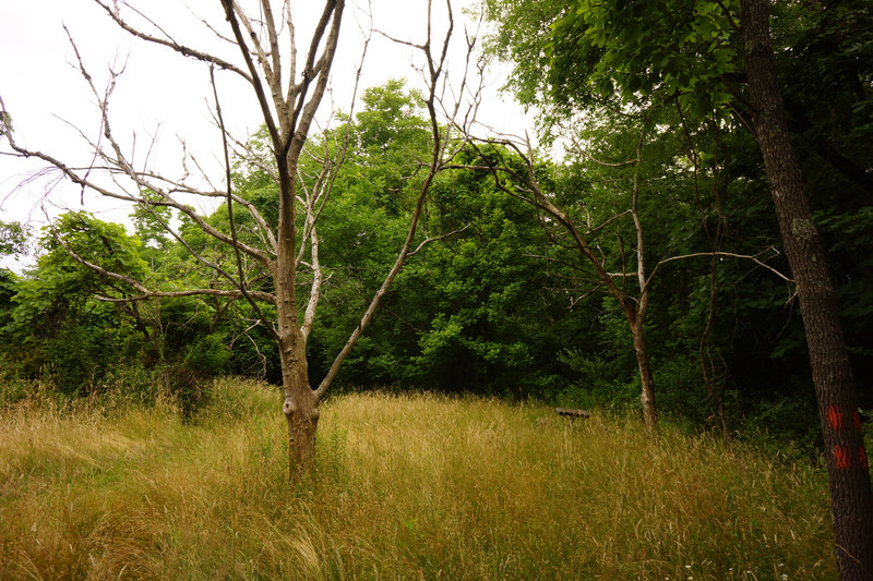 To enter the other side of the Orange Trail keep an eye out for a picnic bench. There will be a double orange blaze.