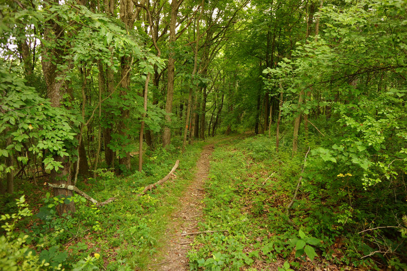 The Orange Trail continues down the hill.However, after this section, it is overgrowth.