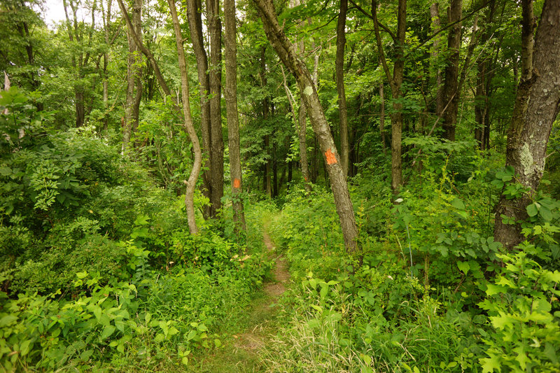 Enter the lower portion of the Orange Trail. This is a fun well kept section.