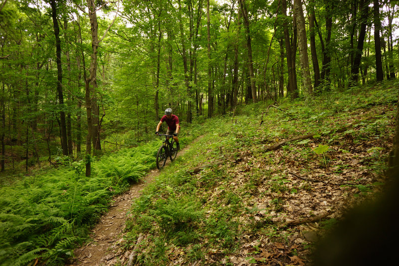 Nice open downhill section of the Orange Trail.