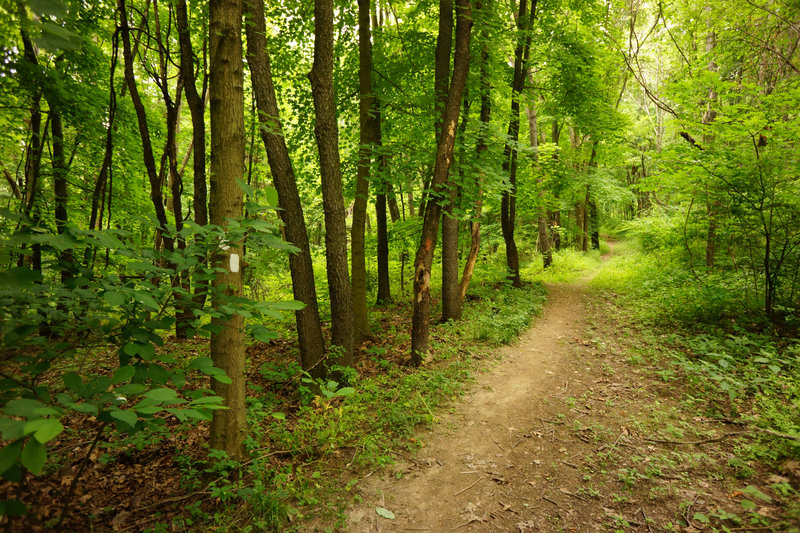 Orange and white merge briefly, then split. After here the Orange Trail becomes overgrown doubletrack.