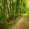 Orange and white merge briefly, then split. After here the Orange Trail becomes overgrown doubletrack.